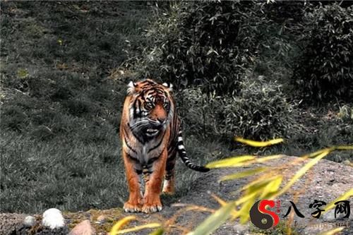 梦见老虎追逐自己